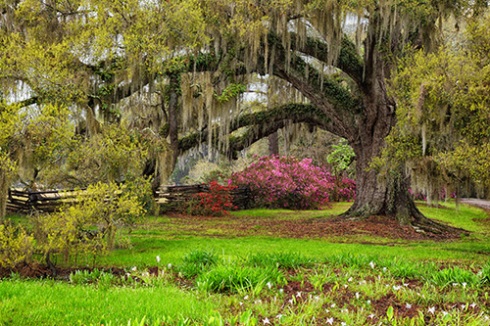 Live Oak – Charleston, South Carolina