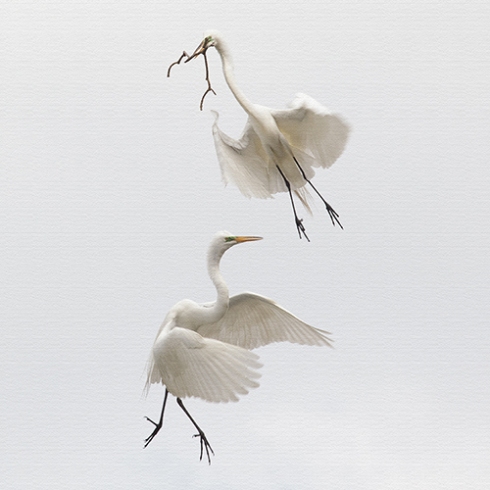Great Egrets – St Augustine, Florida