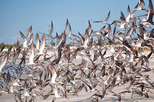Seagulls in Flight - W. Steve Johnson