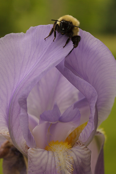 Bumble Bee RAW Image