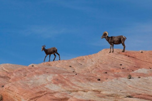 Bighorn Sheep of the Southwest