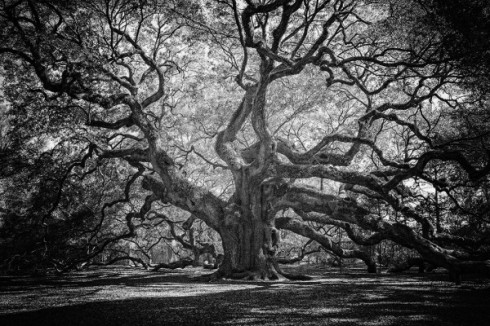Angle Oak- The Oldest tree east of the Mississippi