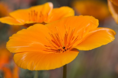 Unprocessed file of Spring Poppies