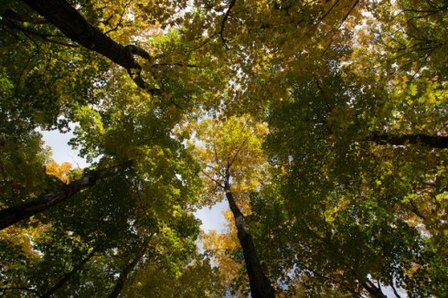 Northern Michigan's Poplars unprocessed