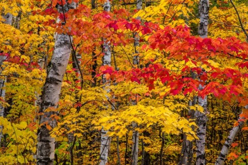 Northern Michigan birch tree